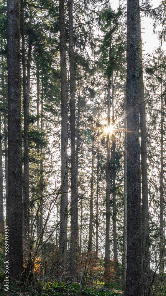 Fototapeta premium Sonnenspiel im Wald