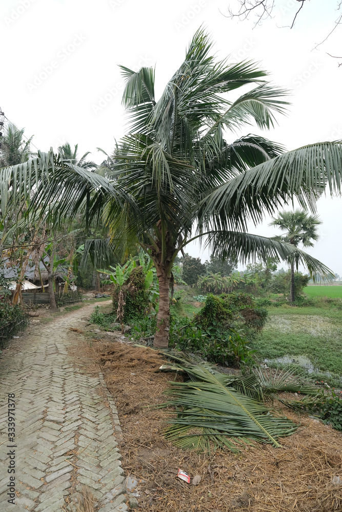 Palm tree, Kumrokhali, West Bengal, India
