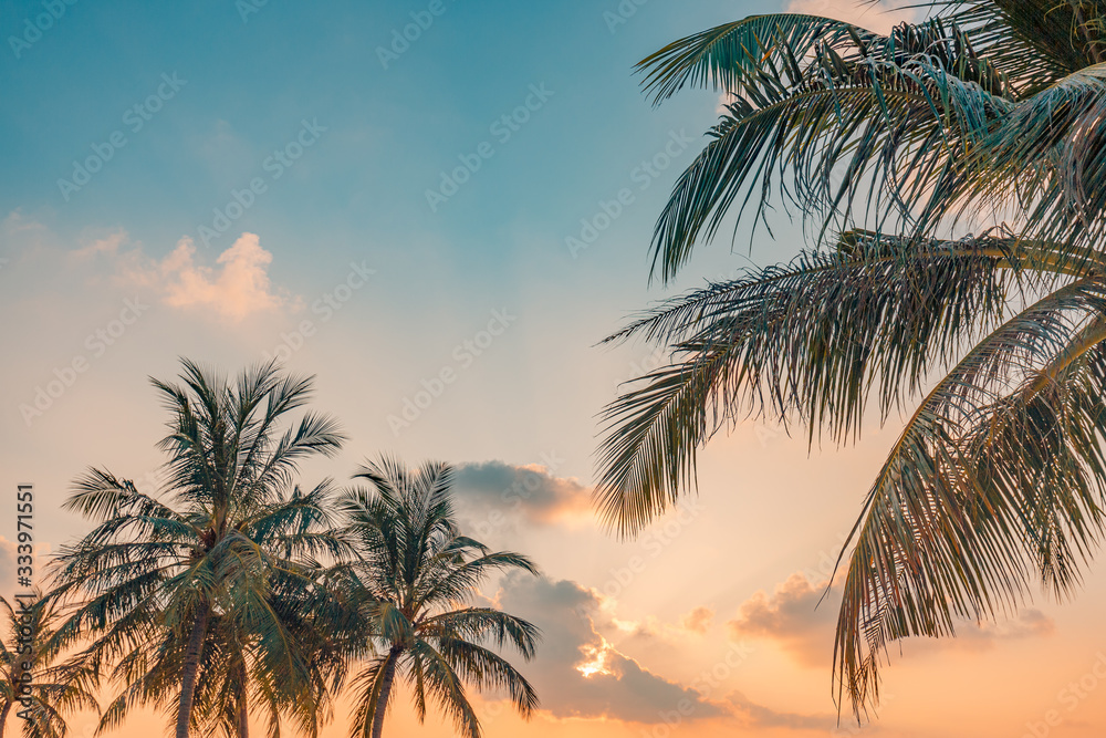 Exotic tropic palm trees against sunset sky. Silhouette of tall palm trees. Tropic evening landscape.