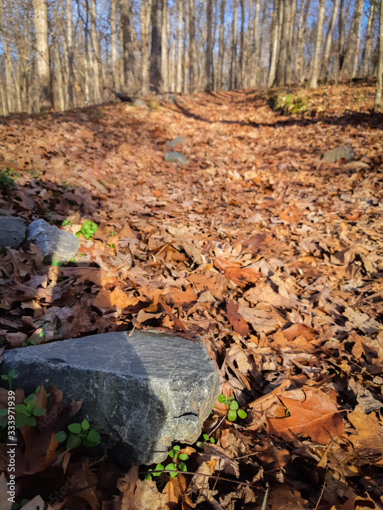 Obraz premium Bosque otoñal