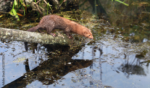 American mink (Neovison vison) fishing and swimming - posing near pond
