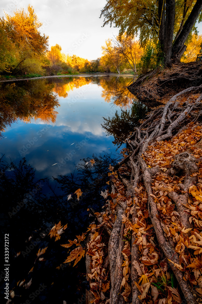 Boise River with autumn colors and leaves around the roots of a tree