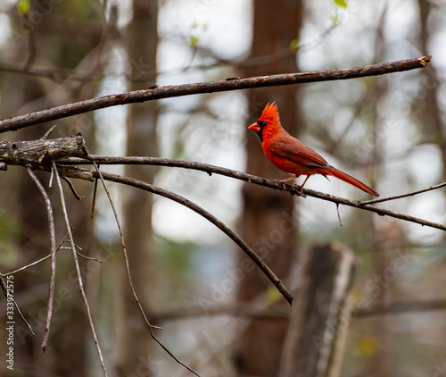 cardinal on a branch © James Barnes