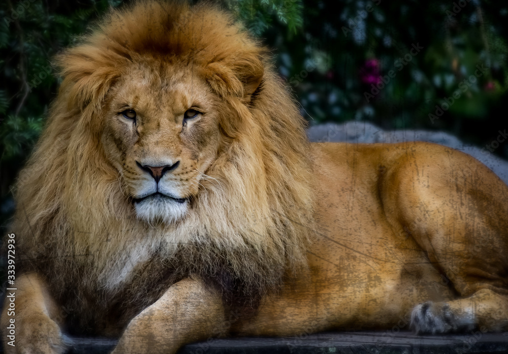 portrait of a lion