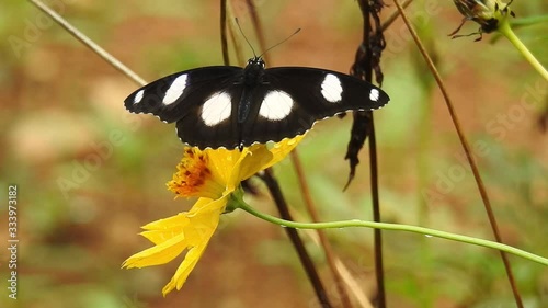 Closeup butterfly in rain on cosmo flower. Closmo flower in rain with butterfly. Monarch butterfly in closeup in rain with cosmo flower. yellow cosmo flower  ith green leaves in background photo