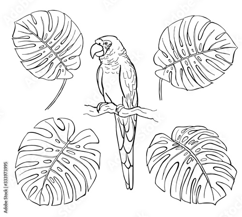 Hand drawn ink pen monstera leaves and parrot on white background. Set of element. Vector illustation.