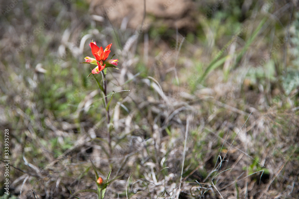 Single Indian Paintbrush wildflower stands alone in a grassy field Single Indian Paintbrush wildflower stands alone in a grassy field