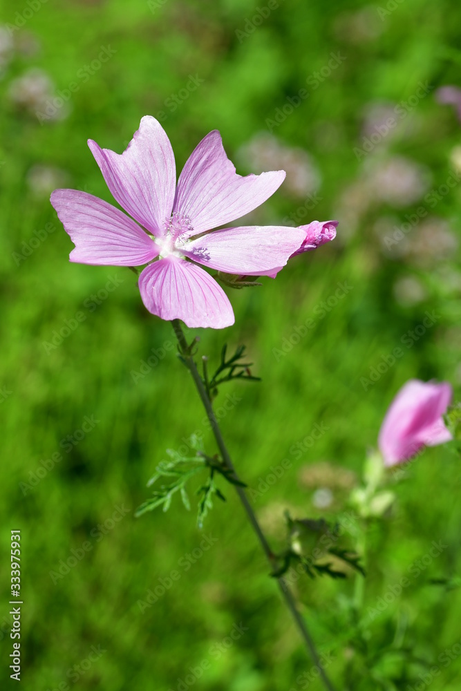 Fototapeta premium Moschusmalve