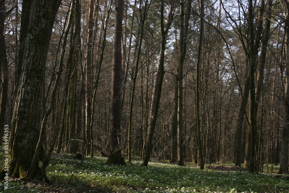 a picture of the spring forest
