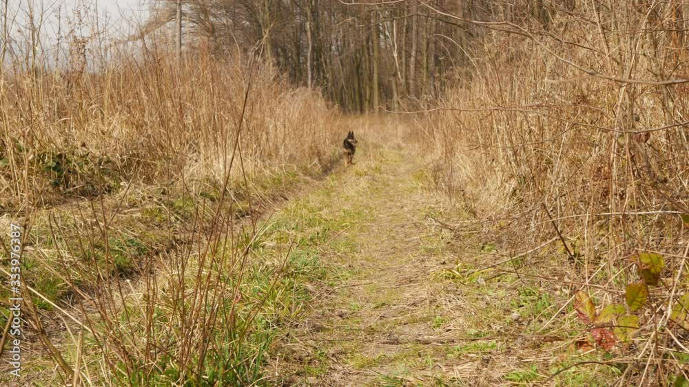 Walking with dogs in the field Walking with dogs in the field