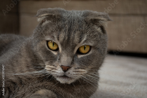 Portrait of Scottish fold cat with round golden eyes and unfolded ears looking serious  © dddoria