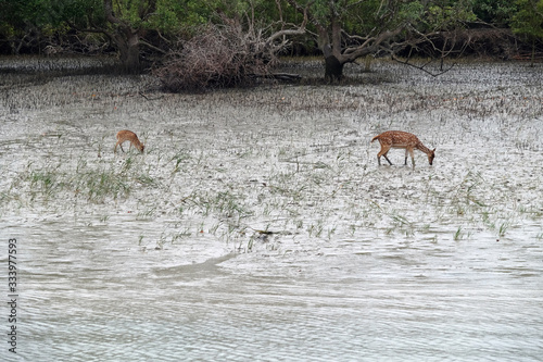 Young chital deer, Axis axis, Mangrove forest, Sundarbans, Ganges delta, West Bengal, India photo