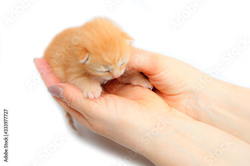 The cute small newborn kitten held in hands as a symbol of care for new life. Isolated on white background. 