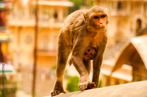 Monkeys cleaning, playing, taking care of themselves, as a family or alone, in India, Asia © zoe