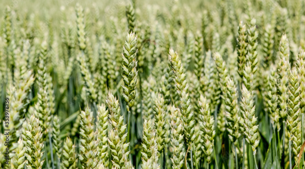 Wide frame isolated closeup of Triticale, a crop hybrid of wheat and rye. Shot from a low angle, the vibrant green grass-like tips of the crop serve as a focal point set against a pale blue sky. Wide frame isolated closeup of Triticale, a crop hybrid of wheat and rye. Shot from a low angle, the vibrant green grass-like tips of the crop serve as a focal point set against a pale blue sky.
