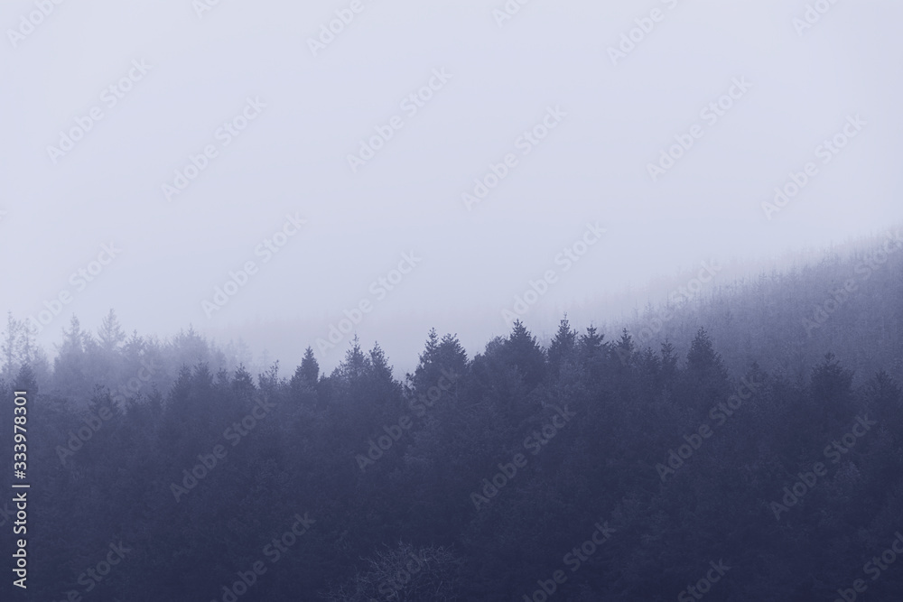 Irish landscape. Ireland, Pine, fir and perennial trees. Foggy day. Silhouette. Grey shapes. Irish landscape. Ireland, Pine, fir and perennial trees. Foggy day. Silhouette. Grey shapes.