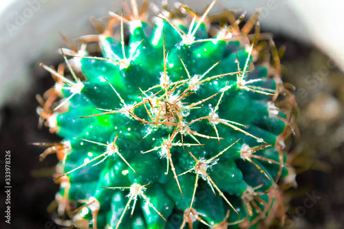 Neon cactus with yellow needles close-up in a flower pot.