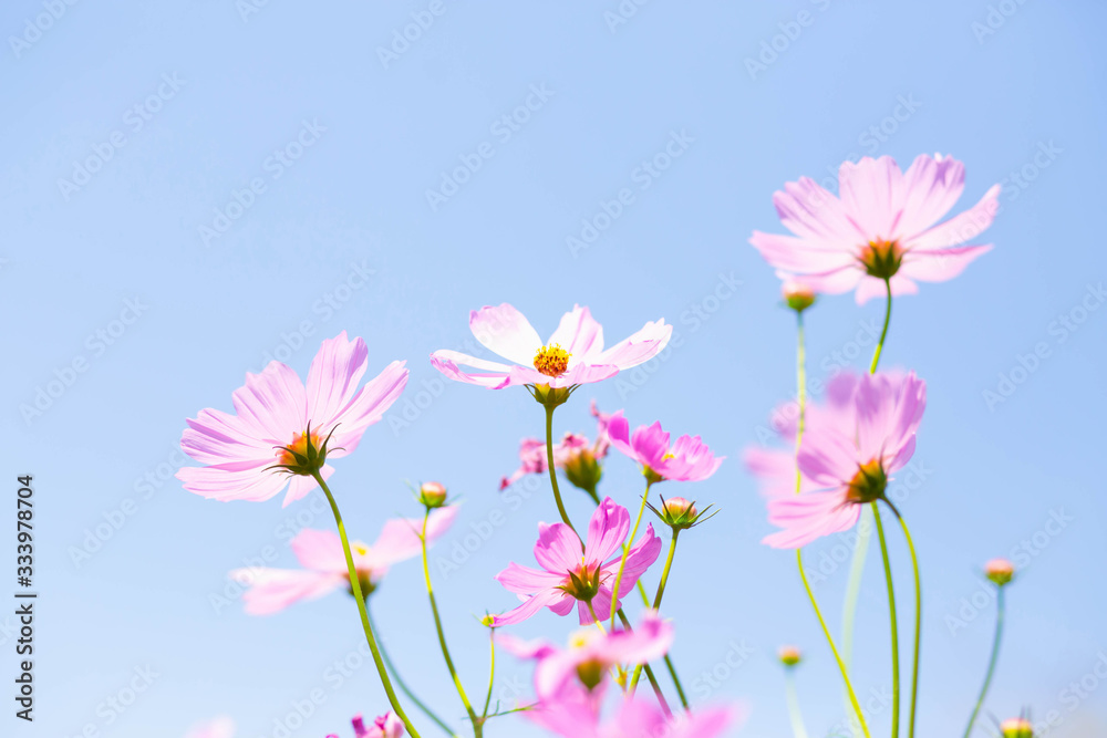 Pink and red cosmos flowers garden and soft focus Pink and red cosmos flowers garden and soft focus