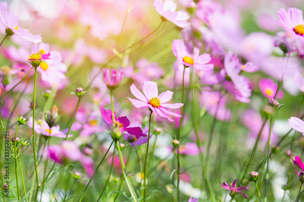 Pink and red cosmos flowers garden and soft focus Pink and red cosmos flowers garden and soft focus