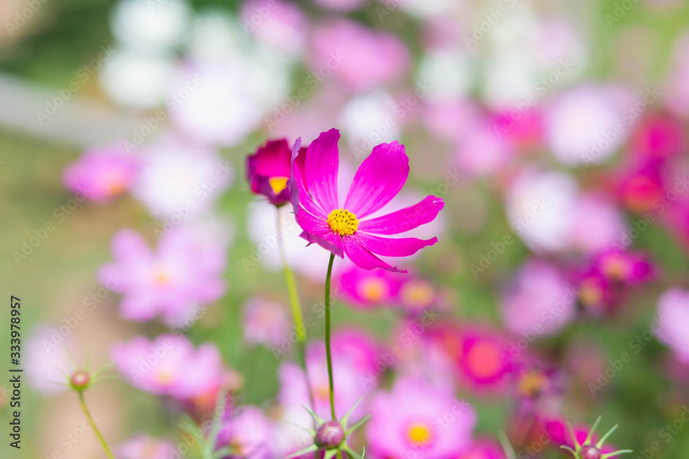 Pink and red cosmos flowers garden and soft focus Pink and red cosmos flowers garden and soft focus