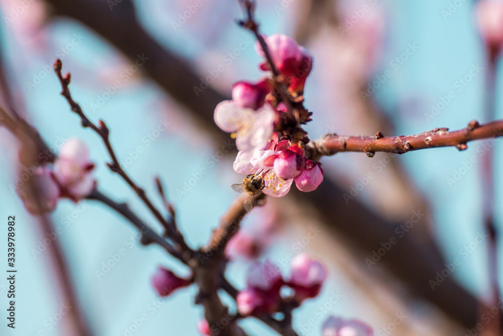 Close-up shot of pollination process of blossoming beatiful peach flowers performed by bees and bumble bees. Background out of focus due to shallow depth of field. Close-up shot of pollination process of blossoming beatiful peach flowers performed by bees and bumble bees. Background out of focus due to shallow depth of field.