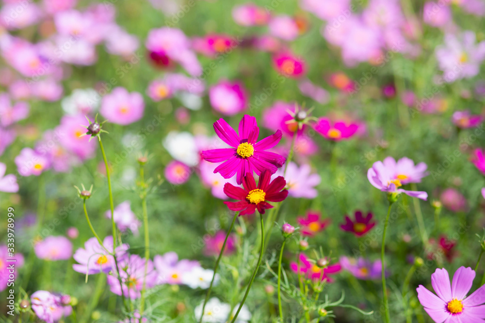 Pink and red cosmos flowers garden and soft focus Pink and red cosmos flowers garden and soft focus