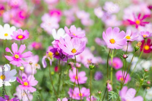 Pink and red cosmos flowers garden and soft focus