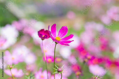 Pink and red cosmos flowers garden and soft focus