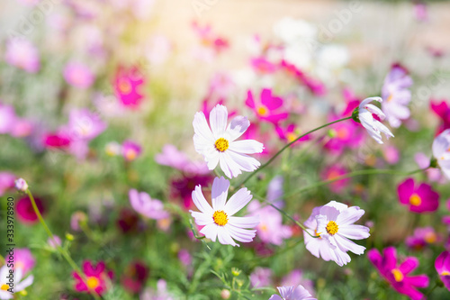 Pink and red cosmos flowers garden and soft focus