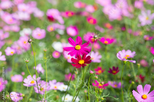 Pink and red cosmos flowers garden and soft focus