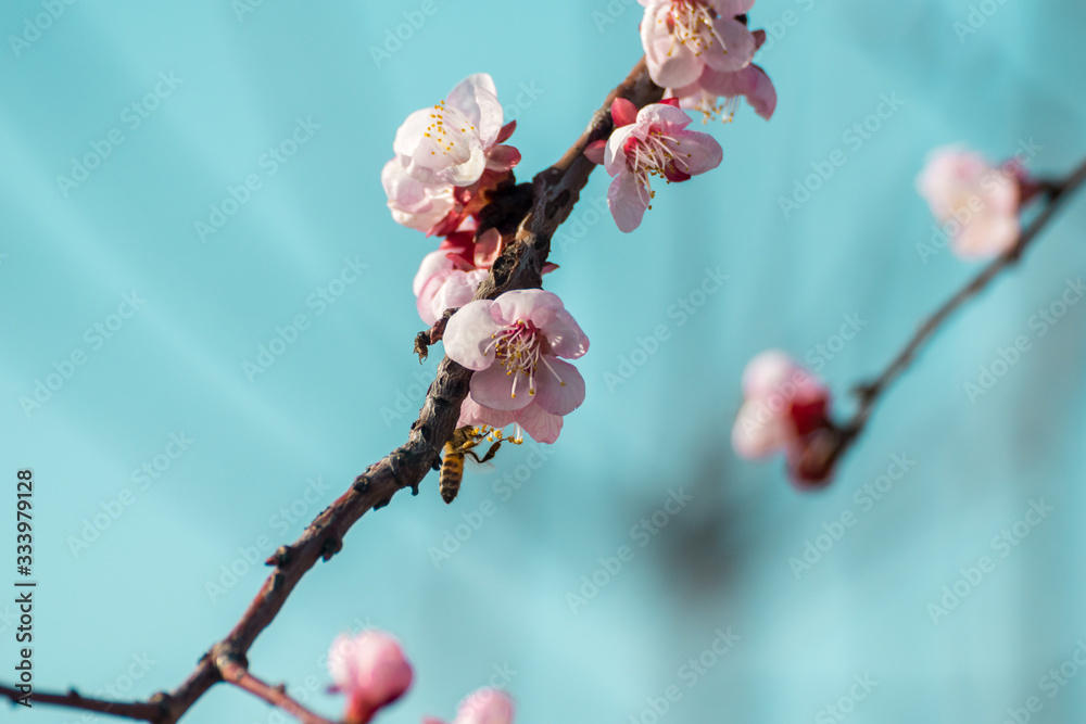 Close-up shot of pollination process of blossoming beatiful peach flowers performed by bees and bumble bees. Background out of focus due to shallow depth of field. Close-up shot of pollination process of blossoming beatiful peach flowers performed by bees and bumble bees. Background out of focus due to shallow depth of field.