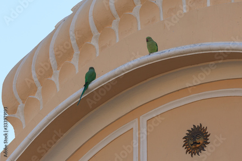 Rose-ringed Parakeet (Psittacula krameri), Khandela, Rajasthan, India photo