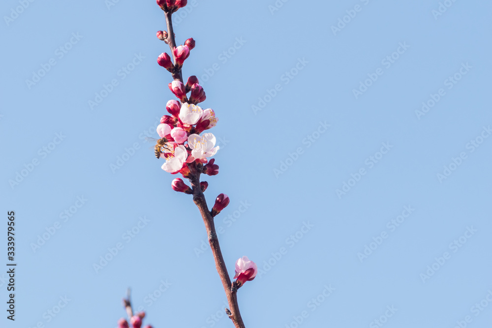 Close-up shot of pollination process of blossoming beatiful peach flowers performed by bees and bumble bees. Background out of focus due to shallow depth of field. Close-up shot of pollination process of blossoming beatiful peach flowers performed by bees and bumble bees. Background out of focus due to shallow depth of field.