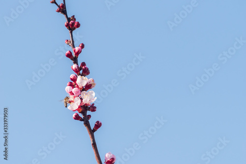 Close-up shot of pollination process of blossoming beatiful peach flowers performed by bees and bumble bees. Background out of focus due to shallow depth of field.