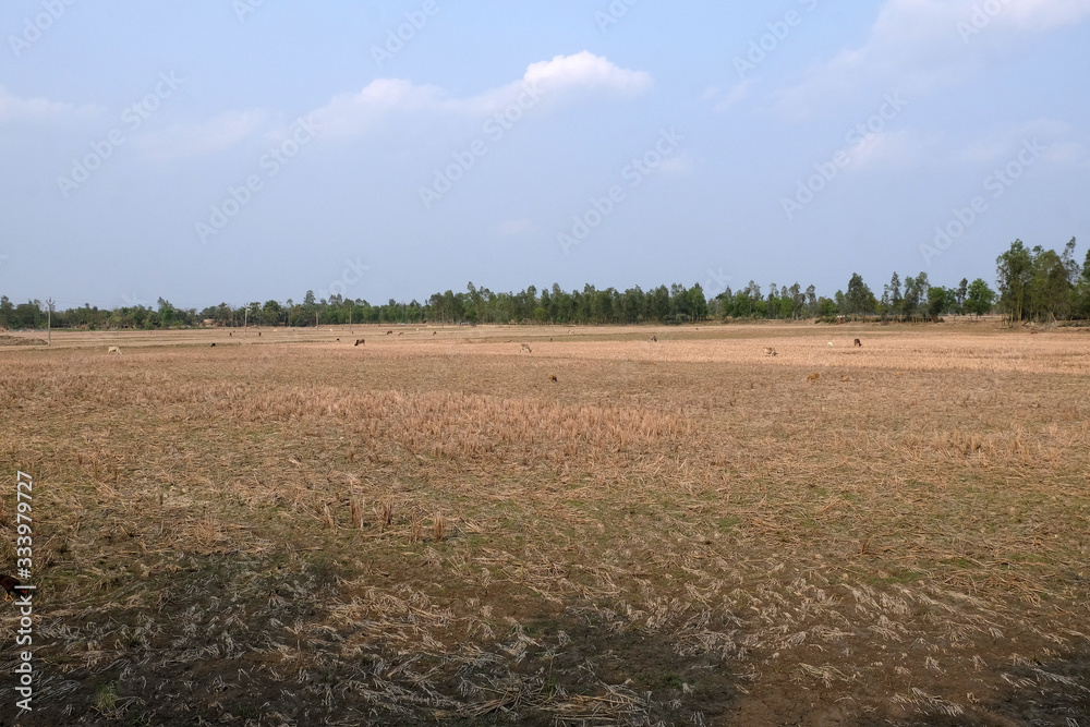 Rice field just after harvest in Kumrokhali, West Bengal, India