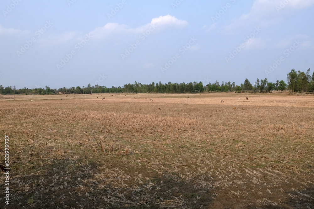 Rice field just after harvest in Kumrokhali, West Bengal, India Rice field just after harvest in Kumrokhali, West Bengal, India