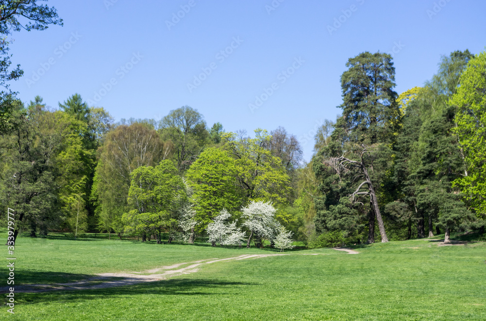Walkway over a lawn in a public park with blooming bushes and trees with freshly cut leaves and clear blue sky in spring.