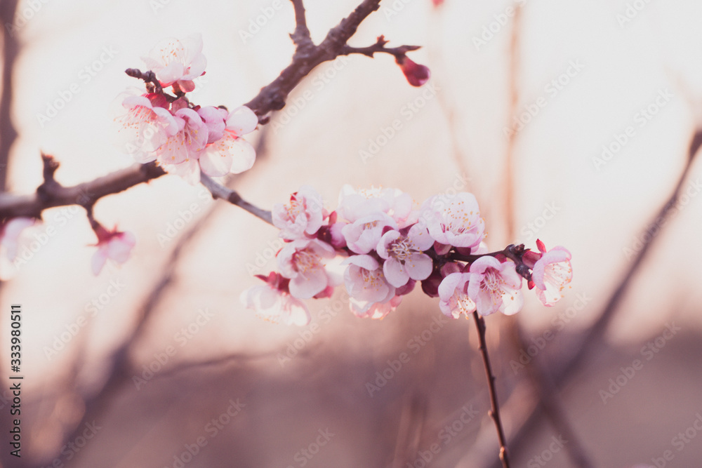 Close-up shot of pollination process of blossoming beatiful peach flowers performed by bees and bumble bees. Background out of focus due to shallow depth of field. Close-up shot of pollination process of blossoming beatiful peach flowers performed by bees and bumble bees. Background out of focus due to shallow depth of field.