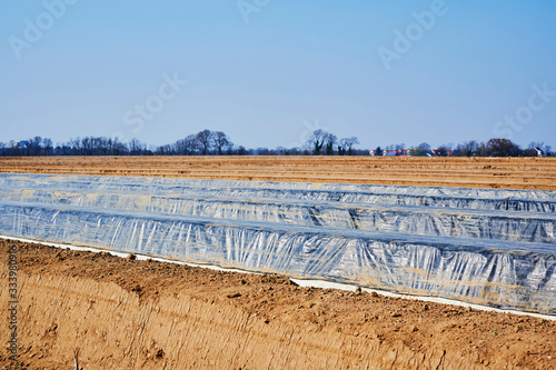 Canvas-taulu You see an asparagus field in Germany