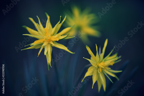 Tete a Tete Narzissen Blüten im Garten photo