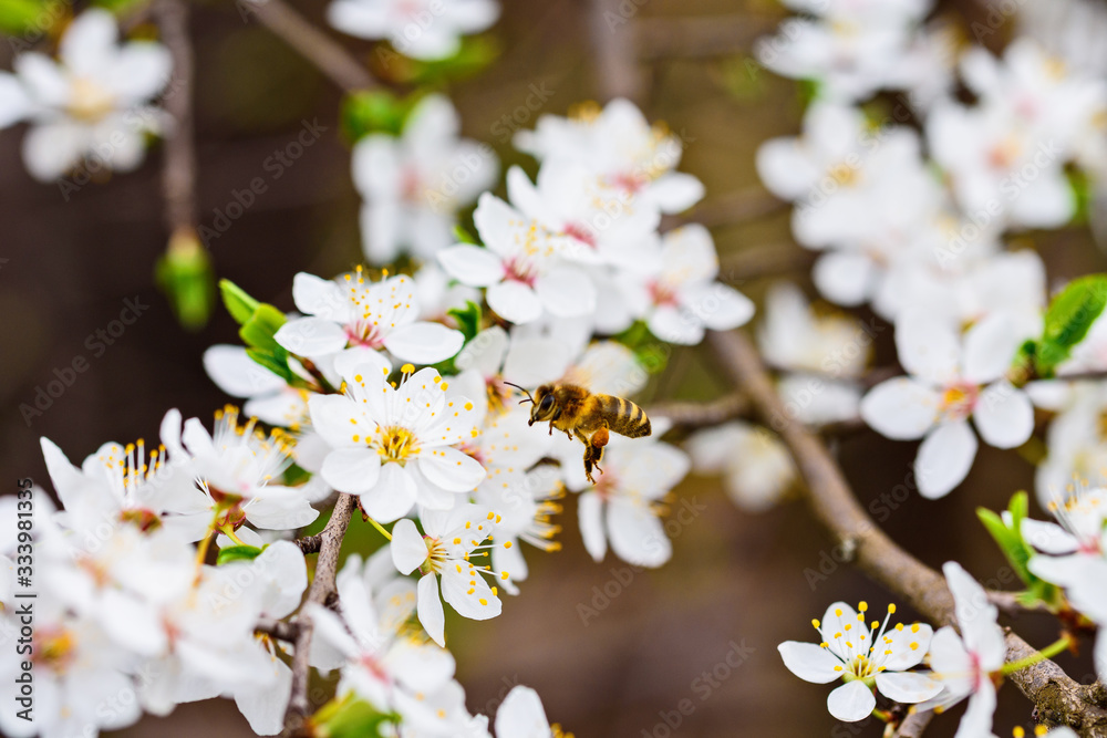 Bees collect nectar on the flowers of a cherry plum tree. Macro photography.