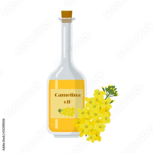 Bottle with camelina sativa oil. False flax liquid in glass container. Botanical flowering plant, german sesame, and siberian oilseed vector illustration.