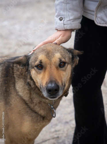 Closeup view of girl's hand touch or hugs a street dog