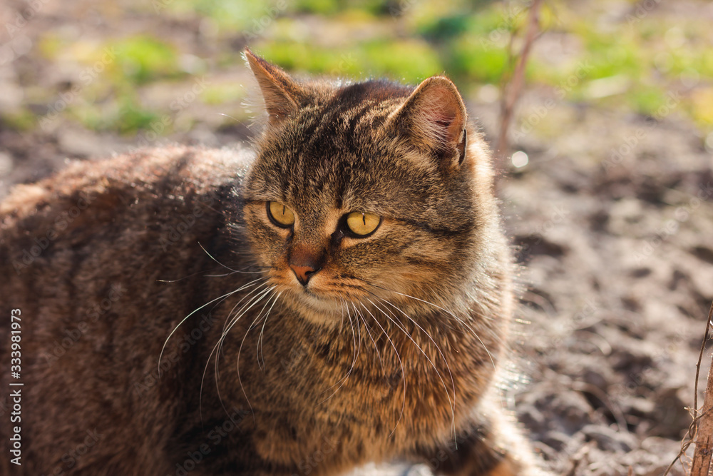 Portrait of a cat in the garden Portrait of a cat in the garden
