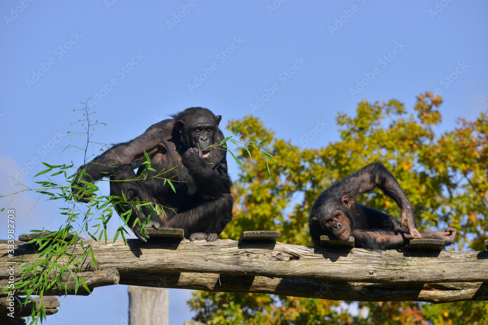 Deux chimpanzés (Pan troglodytes) en observation