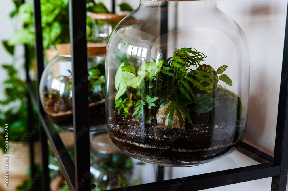 Small decoration plants in a glass bottle/garden terrarium bottle/ forest in a jar. Terrarium jar with piece of forest with self ecosystem. Save the earth concept. Bonsai, set of terrariums/ jars