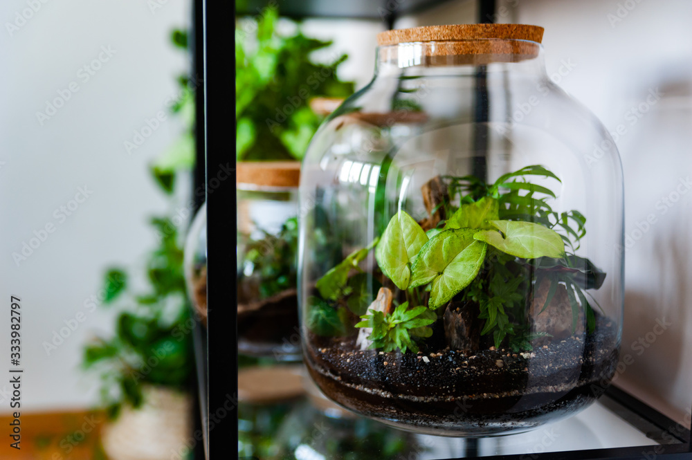 Small decoration plants in a glass bottle/garden terrarium bottle/ forest in a jar. Terrarium jar with piece of forest with self ecosystem. Save the earth concept. Bonsai, set of terrariums/ jars
