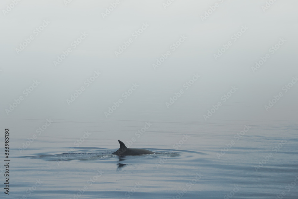 Sei whale getting ready to dive