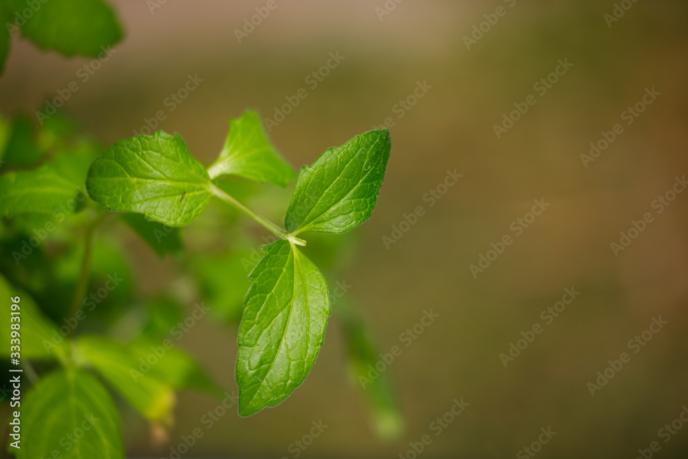 lovage plant isolated on natural background lovage plant isolated on natural background
