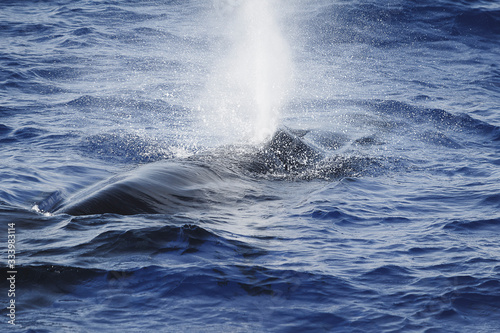 Sei whale blowing at the surface © Rui